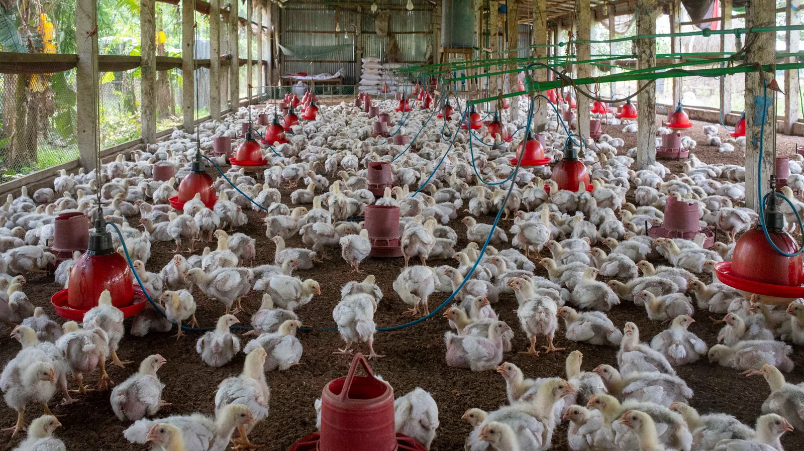 A poultry house with a large flock of young chickens, feeders and drinking lines
